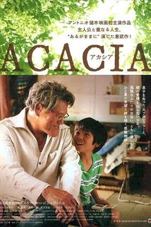Acacia  - Acacia