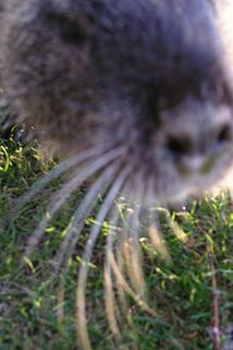 Profilový obrázek - American Nutria