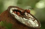 Mrňouskové - Údolí ztracených mravenců