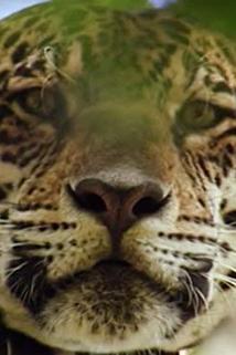 Profilový obrázek - Jaguar Adventure with Nigel Marven