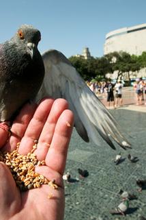 Profilový obrázek - Feeding Pigeons