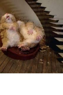 Profilový obrázek - Fat Hamster