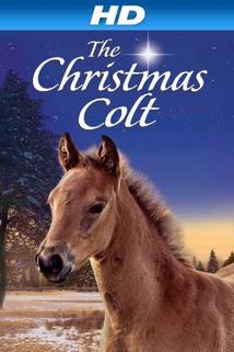 Profilový obrázek - The Christmas Colt