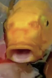 Profilový obrázek - Pescados