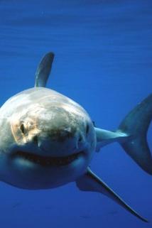 Profilový obrázek - Great White Shark Uncaged
