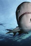 Profilový obrázek - Shark Chasers