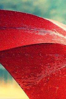Profilový obrázek - Red Umbrella