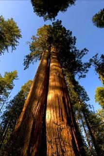 Profilový obrázek - Cedar Sequoia International
