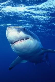 Profilový obrázek - Great White Shark