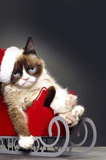 Profilový obrázek - Grumpy Cat's Worst Christmas Ever