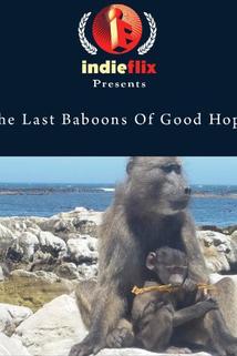 Profilový obrázek - The Last Baboons of Good Hope