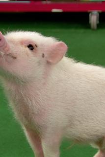 Profilový obrázek - Get Along Little Piggy