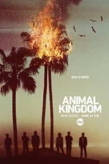 Animal Kingdom  - Animal Kingdom