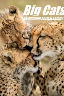 Profilový obrázek - Cats: An Amazing Animal Family
