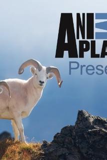 Profilový obrázek - Animal Planet Presents