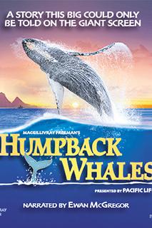 Profilový obrázek - Humpback Whales