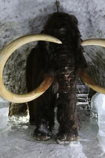 Profilový obrázek - Cloning the Woolly Mammoth