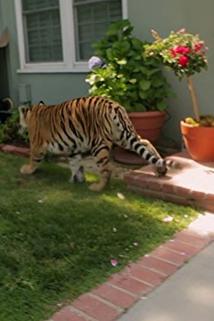 Profilový obrázek - Tiger in My Backyard