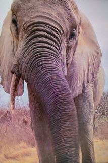 Profilový obrázek - Gordon Buchanan: Elephant Family & Me