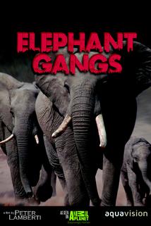 Profilový obrázek - Elephant Gangs