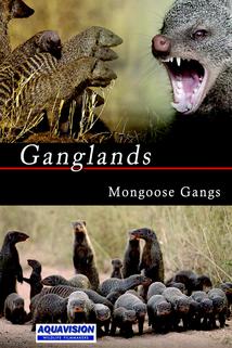 Profilový obrázek - Mongoose Gangs