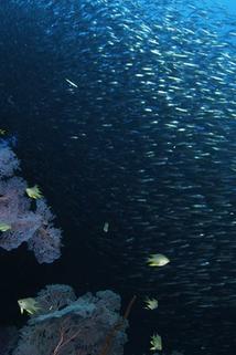 Profilový obrázek - Wild Window: Bejeweled Fishes