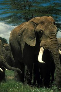 Profilový obrázek - Echo and the Elephants of Amboseli