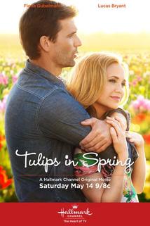Profilový obrázek - Tulips for Rose