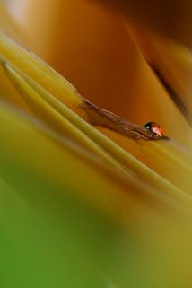 Profilový obrázek - Ladybug
