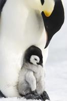 Putování tučňáků: Volání oceánu 