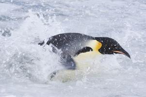 Putování tučňáků: Volání oceánu 