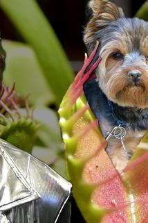 Profilový obrázek - Dog-Eating Plants