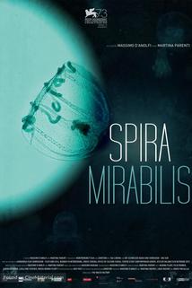 Profilový obrázek - Spira Mirabilis