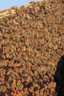 Profilový obrázek - Bee Keeping