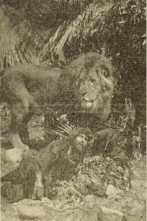 Profilový obrázek - The Mysterious Man of the Jungle