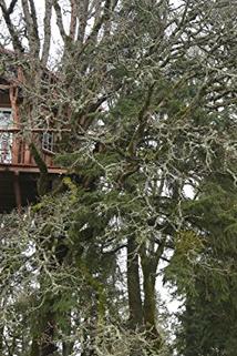 Profilový obrázek - Tree Climber Gets a Treehouse