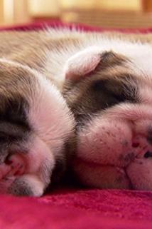 Profilový obrázek - Pint-Sized: Tubby Puppies