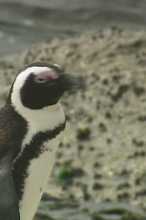 Profilový obrázek - Penguins in Peril