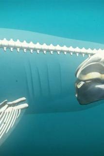 Profilový obrázek - Great White Shark vs. Cape Fur Seal
