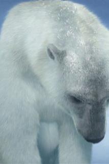 Profilový obrázek - Polar Bear Vs. Seal