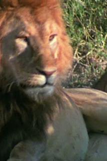 Profilový obrázek - Lion Vs. African Buffalo