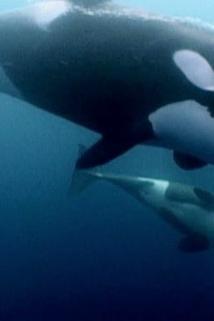 Profilový obrázek - Orca Vs. Elephant Seal