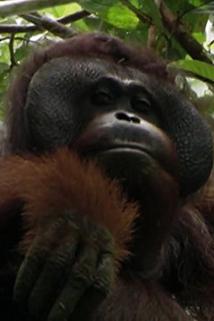 Profilový obrázek - Borneo