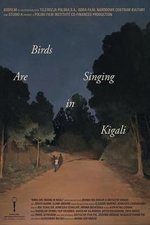 Ptáci zpívaji v Kigali