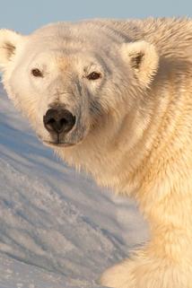 Profilový obrázek - Svalbard