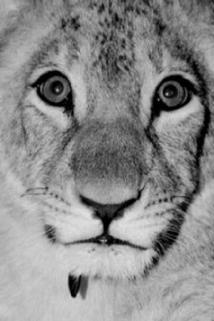 Profilový obrázek - A Lion Called Christian