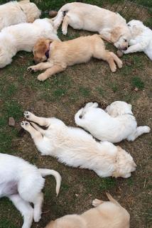 Profilový obrázek - Secret Life of Puppies