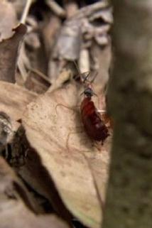 Profilový obrázek - Rainforest Rampage