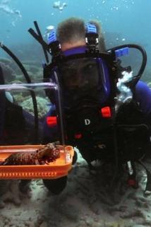 Profilový obrázek - Australia: Box Jellyfish