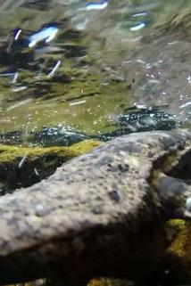 Profilový obrázek - Japan: Giant Salamander
